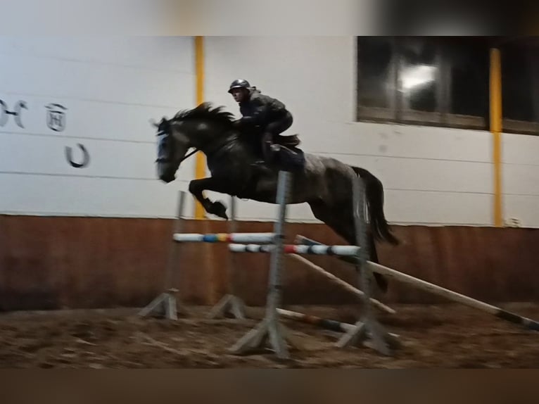 Hanoverian Mare 4 years Gray-Dapple in Braunschweig