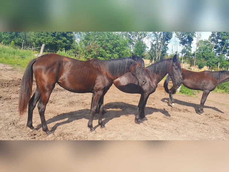 Hanoverian Mare 5 years 14,2 hh Black in Petersberg