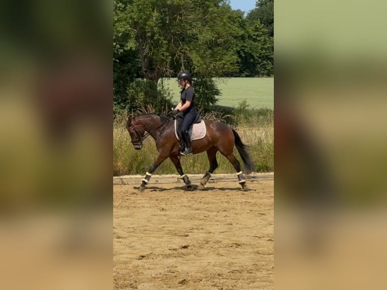 Hanoverian Mare 5 years 14.2 hh Brown in GeilenkirchenGeilenkirchen