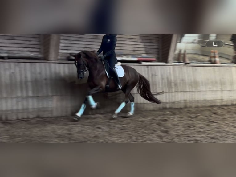 Hanoverian Mare 5 years 15.1 hh Chestnut in Saalfelden am Steinernen Meer
