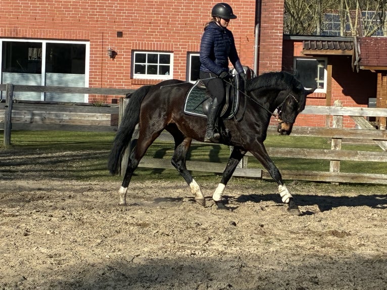 Hanoverian Mare 5 years 15.2 hh Bay-Dark in Hagen im Bremischen