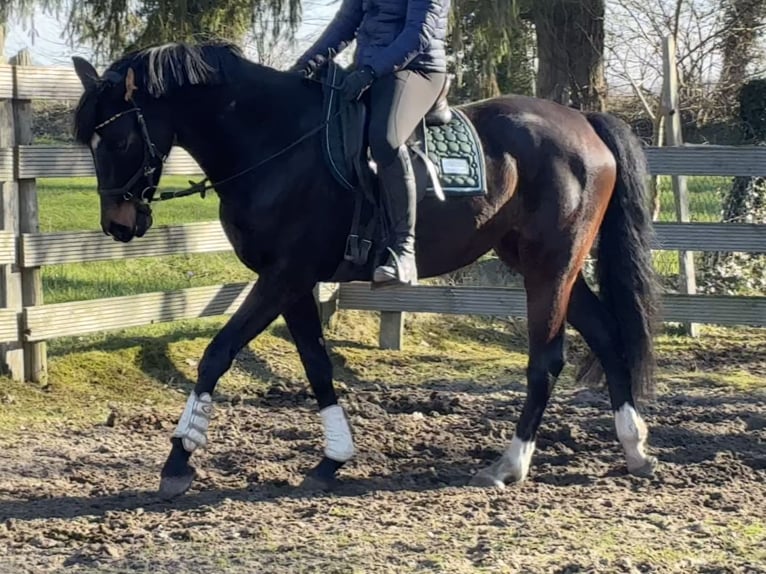 Hanoverian Mare 5 years 15.2 hh Bay-Dark in Hagen im Bremischen
