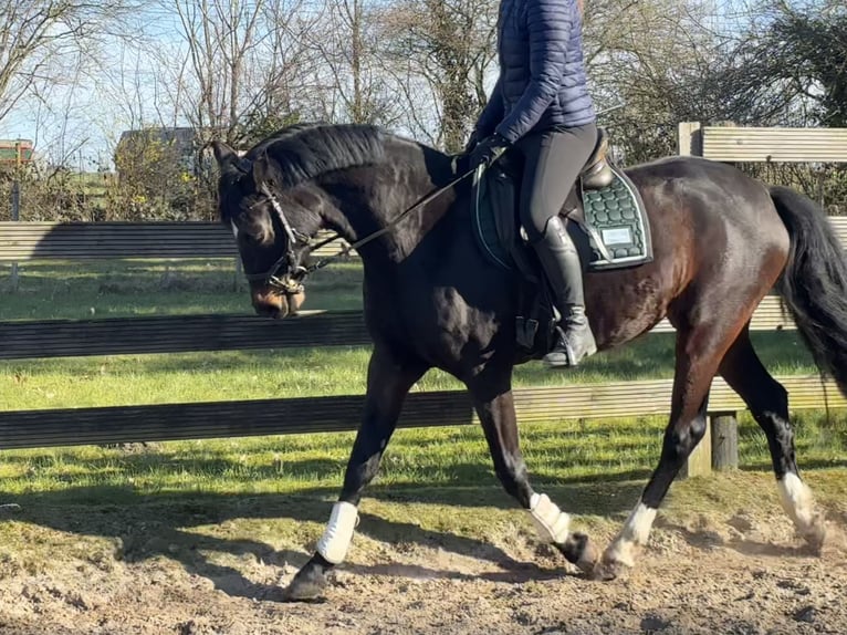 Hanoverian Mare 5 years 15.2 hh Bay-Dark in Hagen im Bremischen