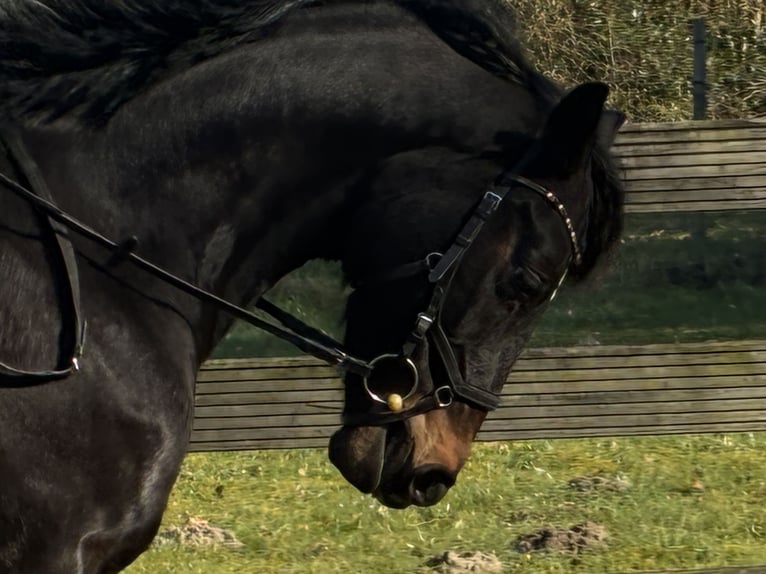 Hanoverian Mare 5 years 15.2 hh Bay-Dark in Hagen im Bremischen