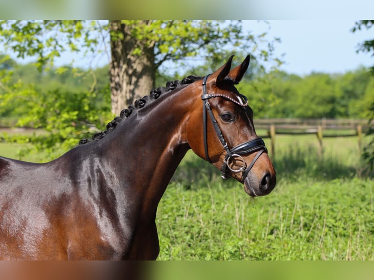 Hanoverian Mare 5 years 15.2 hh Bay-Dark in Lienen