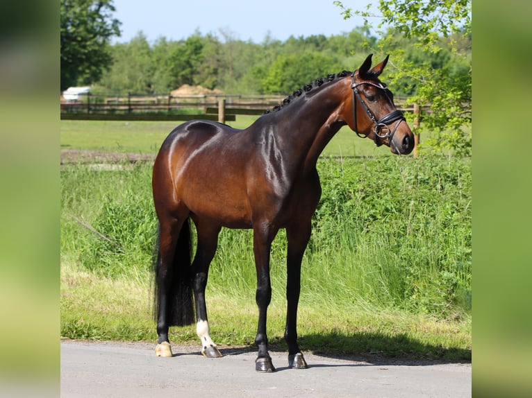 Hanoverian Mare 5 years 15.2 hh Bay-Dark in Lienen