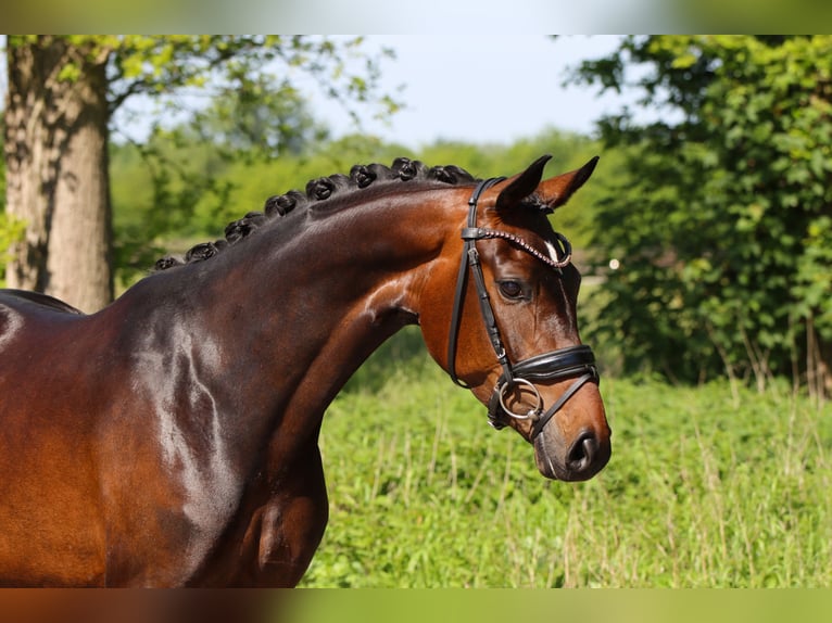 Hanoverian Mare 5 years 15.2 hh Bay-Dark in Lienen