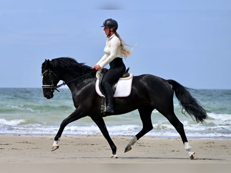 Hanoverian Mare 5 years 15.2 hh Black in Prichsenstadt
