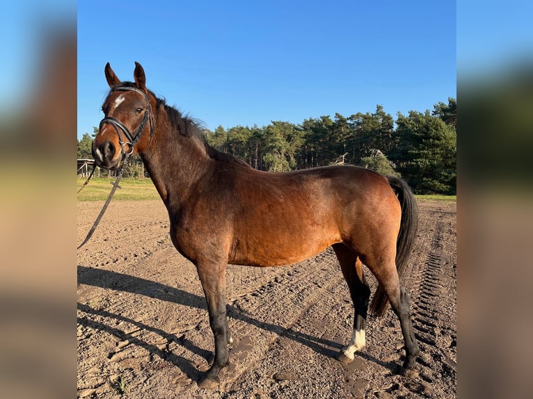 Hanoverian Mare 5 years 15.2 hh Brown in Arneburg