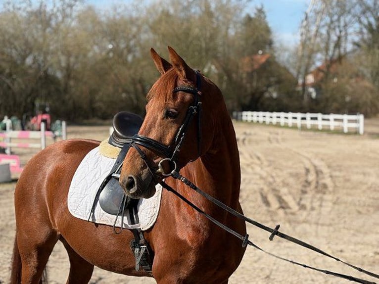 Hanoverian Mare 5 years 15.2 hh Chestnut in Verden (Aller)