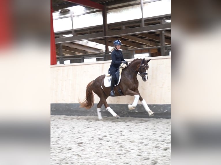 Hanoverian Mare 5 years 15,2 hh Chestnut in Hohenfelde