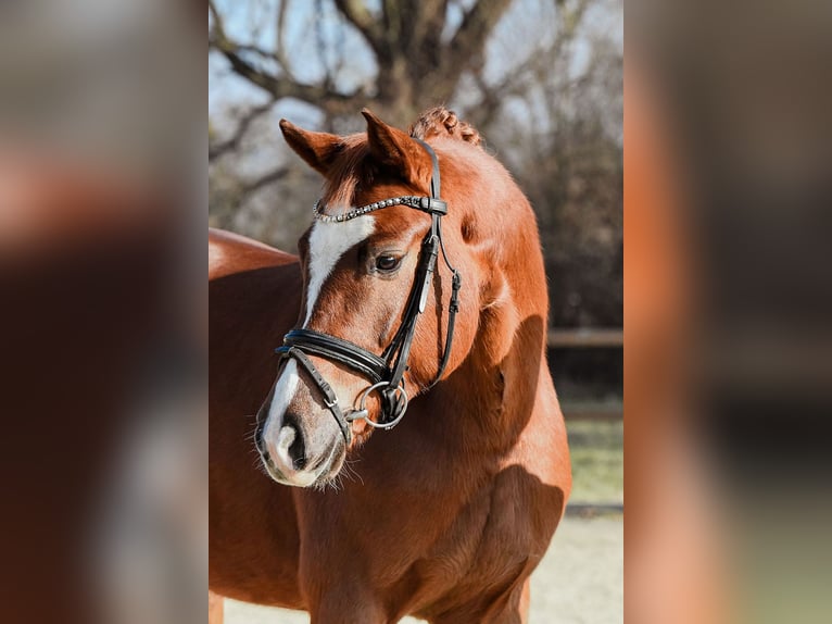 Hanoverian Mare 5 years 15.2 hh Chestnut-Red in Riedstadt