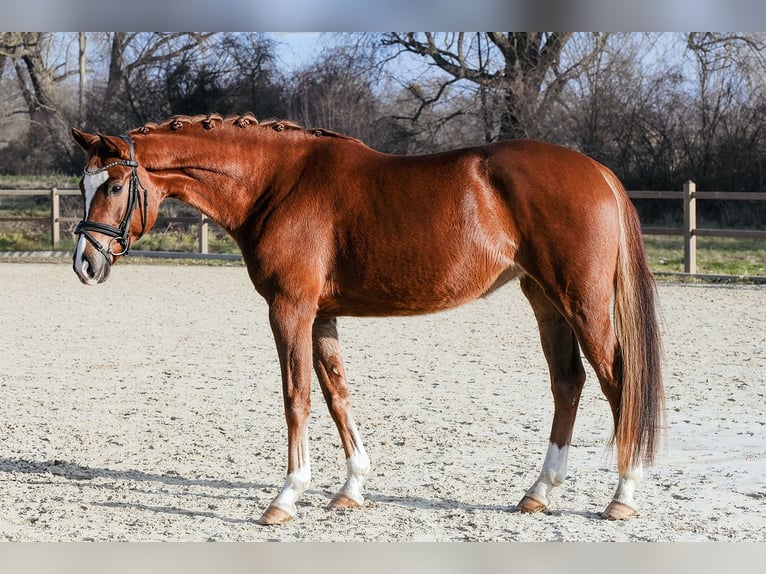 Hanoverian Mare 5 years 15.2 hh Chestnut-Red in Riedstadt