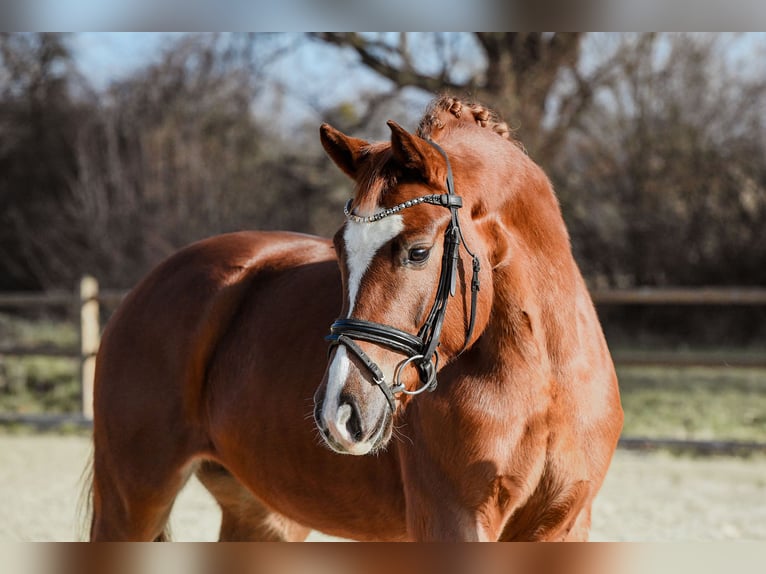 Hanoverian Mare 5 years 15.2 hh Chestnut-Red in Riedstadt