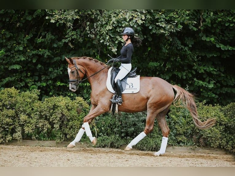 Hanoverian Mare 5 years 15.2 hh Chestnut-Red in Riedstadt