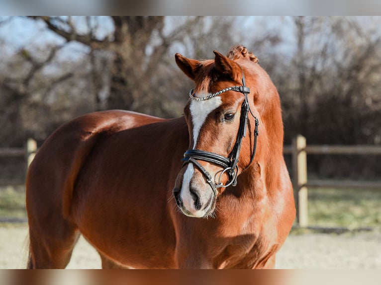 Hanoverian Mare 5 years 15.2 hh Chestnut-Red in Riedstadt