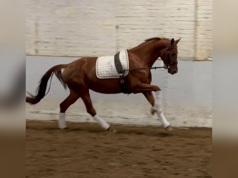 Hanoverian Mare 5 years 15,2 hh Chestnut-Red in Wuppertal