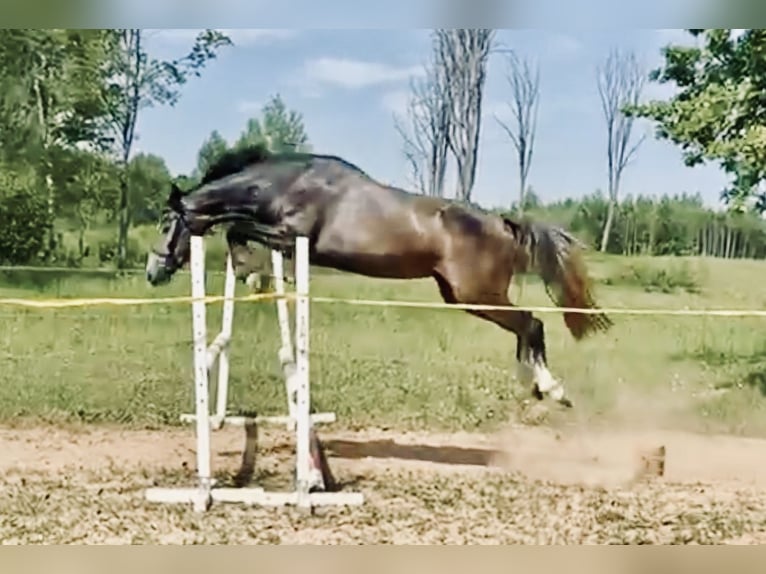 Hanoverian Mare 5 years 15,2 hh Gray in Riga