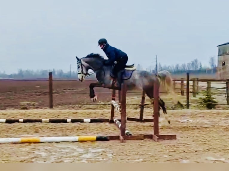 Hanoverian Mare 5 years 15,2 hh Gray in Riga