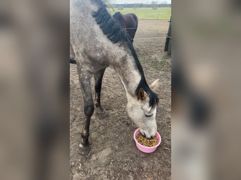 Hanoverian Mare 5 years 15.2 hh Grey-Dapple in Velten