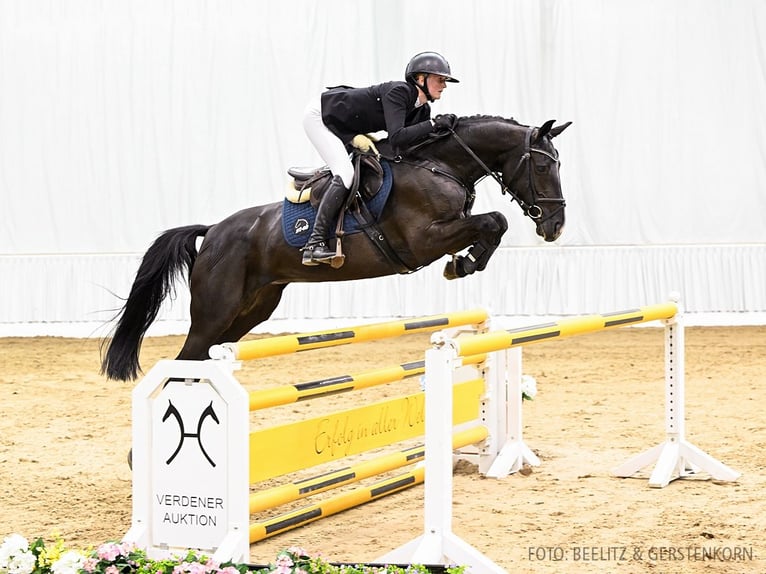 Hanoverian Mare 5 years 15,2 hh Smoky-Black in Verden