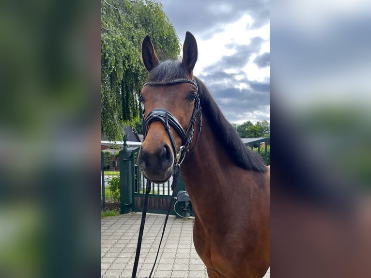 Hanoverian Mare 5 years 15.3 hh Brown in Brest