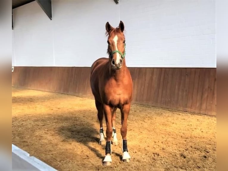 Hanoverian Mare 5 years 15,3 hh Chestnut-Red in Walsrode