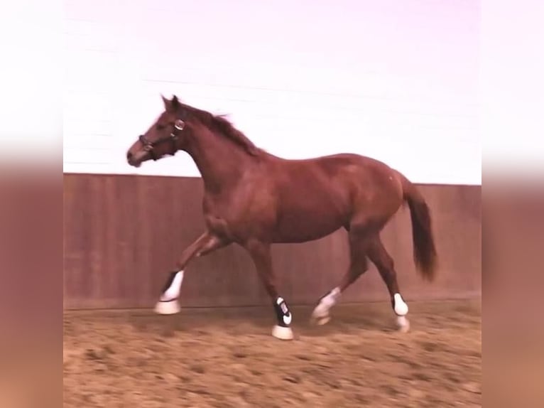 Hanoverian Mare 5 years 15,3 hh Chestnut-Red in Walsrode