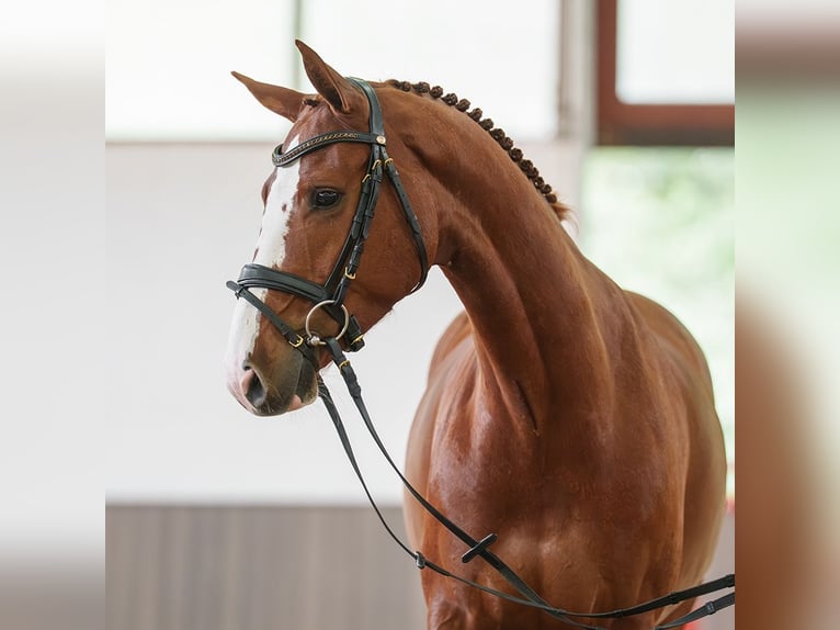 Hanoverian Mare 5 years 15.3 hh Chestnut-Red in Münster-Handorf