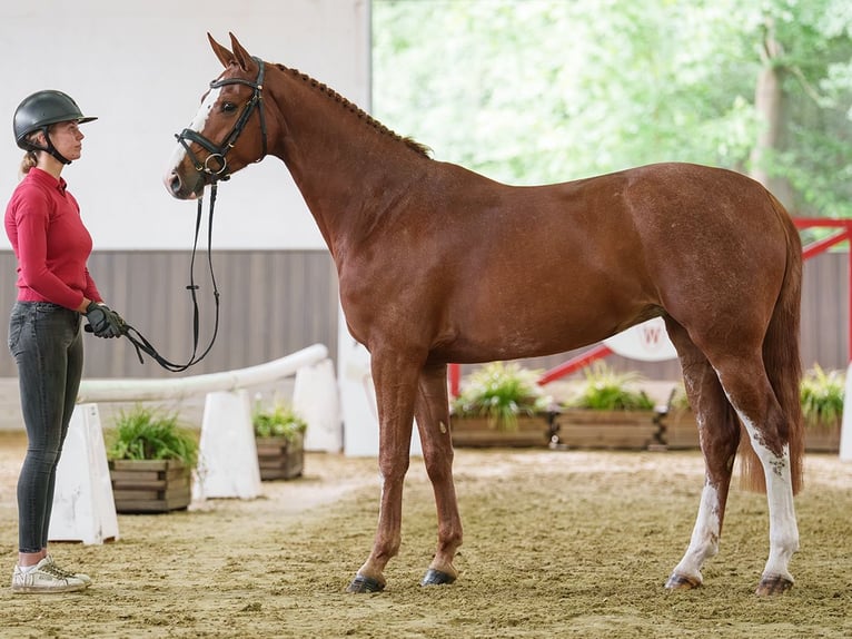 Hanoverian Mare 5 years 15.3 hh Chestnut-Red in Münster-Handorf