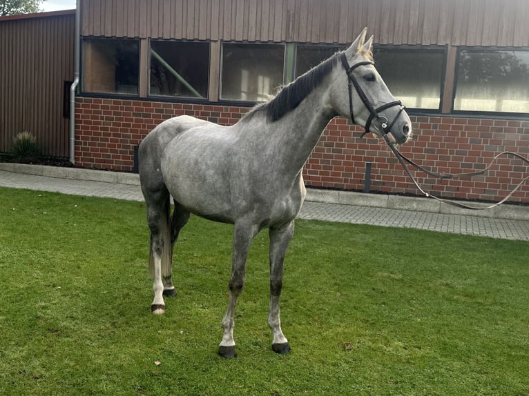 Hanoverian Mare 5 years 15.3 hh Grey in Stade