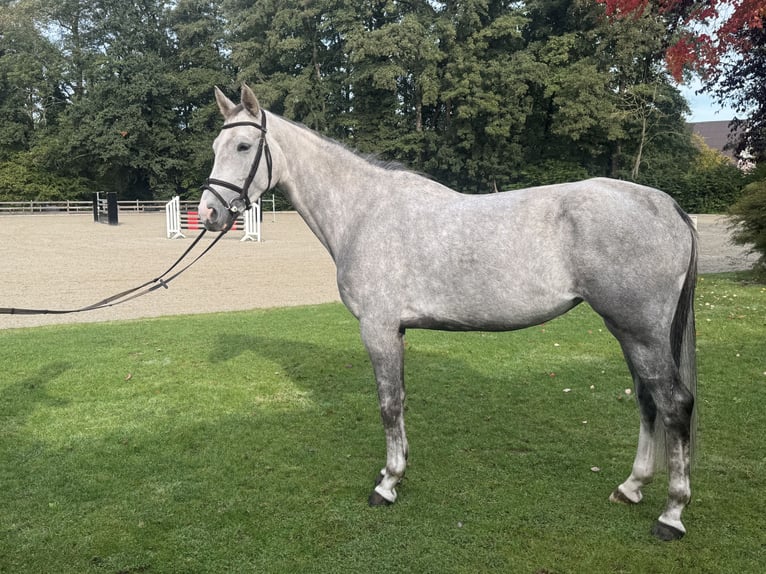 Hanoverian Mare 5 years 15.3 hh Grey in Stade