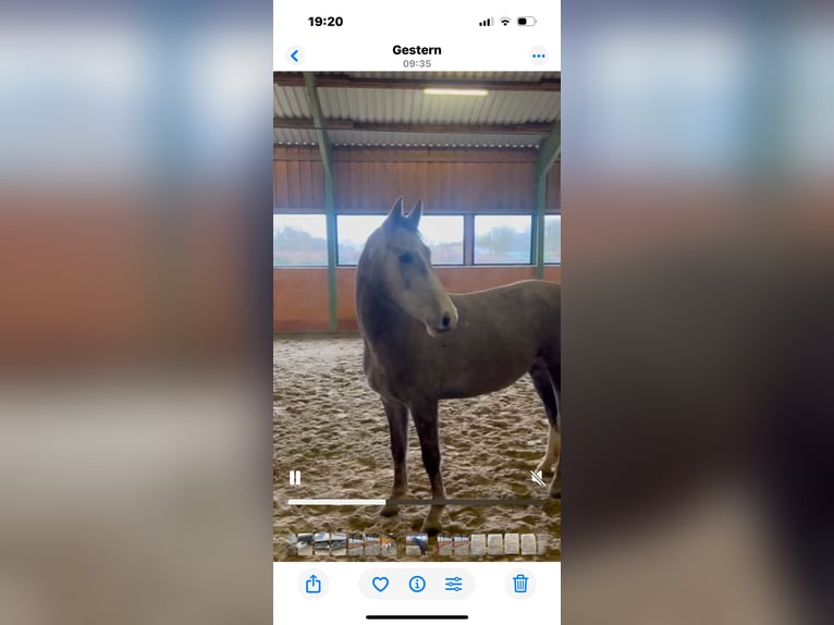 Hanoverian Mare 5 years 15.3 hh Grey in Stade