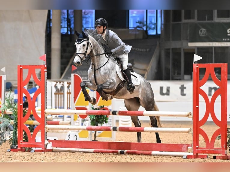 Hanoverian, Mare, 5 years, 15.3 hh, Grey