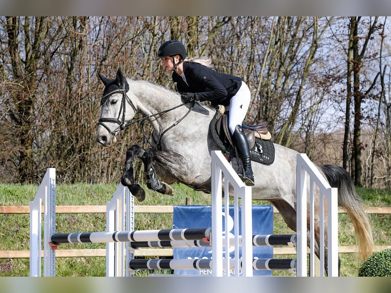 Hanoverian Mare 5 years 15.3 hh Grey in Riedstadt