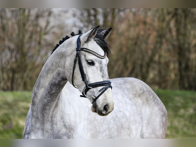 Hanoverian Mare 5 years 15.3 hh Grey in Riedstadt