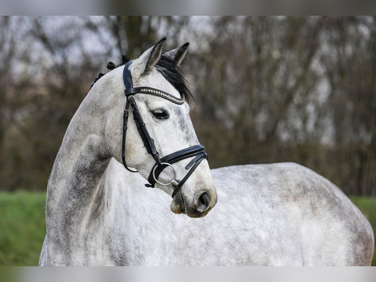 Hanoverian Mare 5 years 15.3 hh Grey in Riedstadt