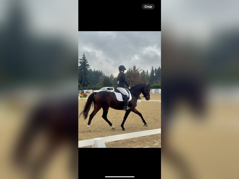Hanoverian Mix Mare 5 years 15 hh Bay in Halbstadt