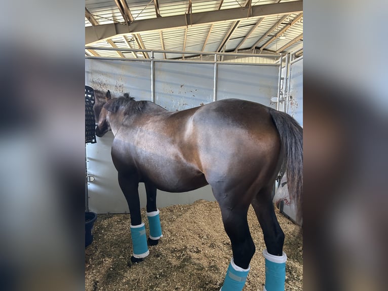 Hanoverian Mix Mare 5 years 15 hh Bay in Halbstadt