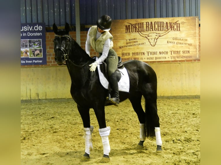 Hanoverian Mare 5 years 15 hh Black in Dorsten