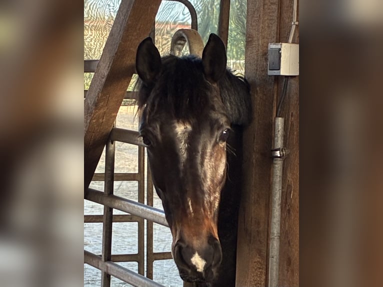 Hanoverian Mare 5 years 15,2 hh Bay-Dark in Hagen im Bremischen