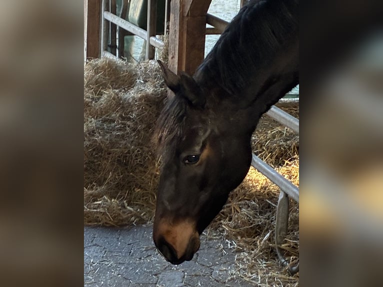 Hanoverian Mare 5 years 15,2 hh Bay-Dark in Hagen im Bremischen