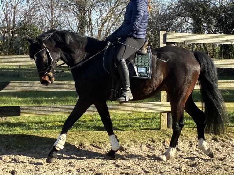 Hanoverian Mare 5 years 15,2 hh Bay-Dark in Hagen im Bremischen