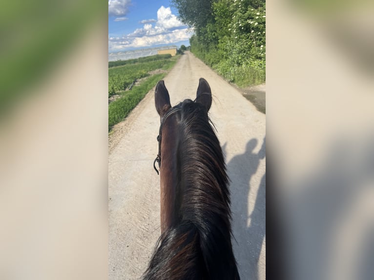 Hanoverian Mare 5 years 15,2 hh Black in Ludwigshafen am Rhein