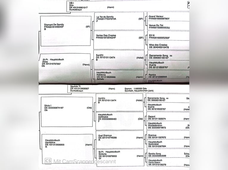Hanoverian Mare 5 years 15,2 hh Brown in Arneburg