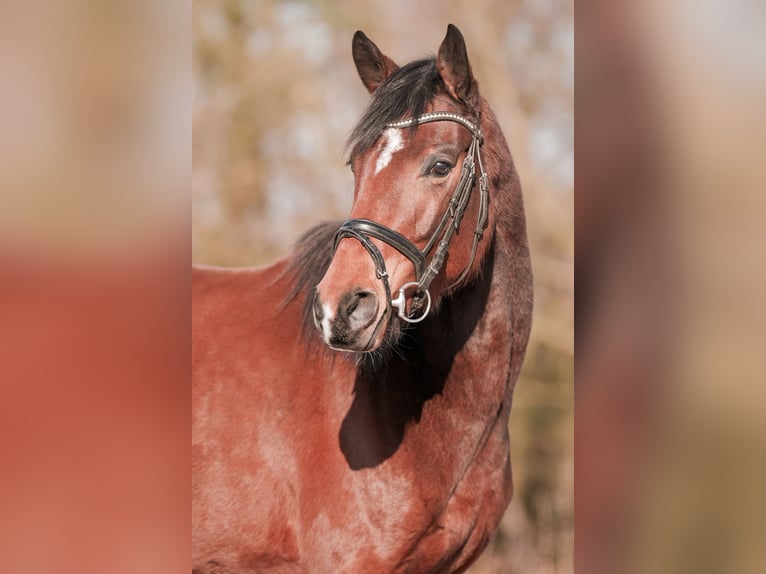 Hanoverian Mare 5 years 15,2 hh Brown in Sankt Augustin