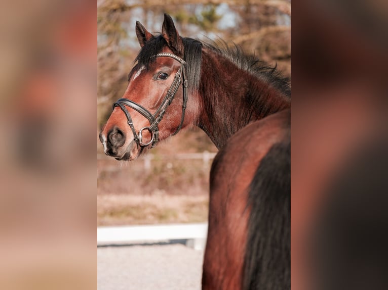 Hanoverian Mare 5 years 15,2 hh Brown in Sankt Augustin