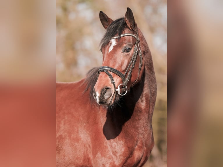 Hanoverian Mare 5 years 15,2 hh Brown in Sankt Augustin