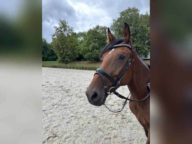 Hanoverian Mare 5 years 15,2 hh Brown-Light in T&#xFC;bingen