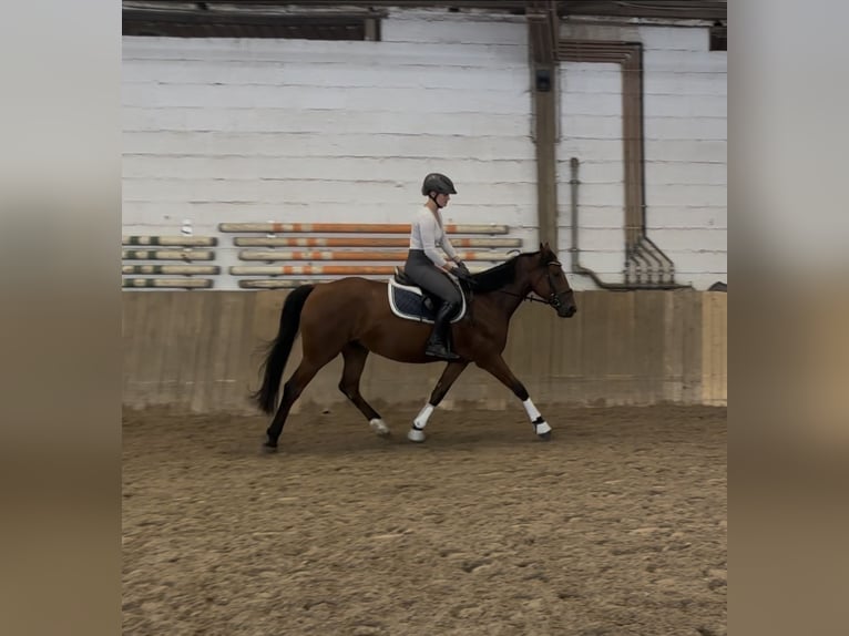 Hanoverian Mare 5 years 15,2 hh Brown-Light in T&#xFC;bingen